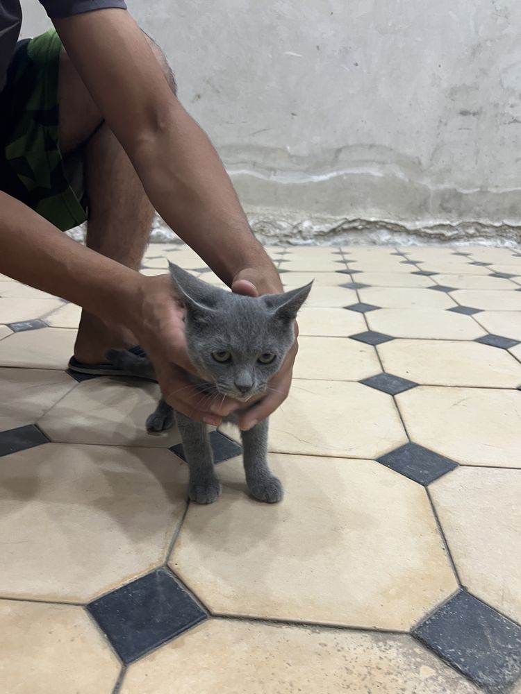 шотланская  кошка