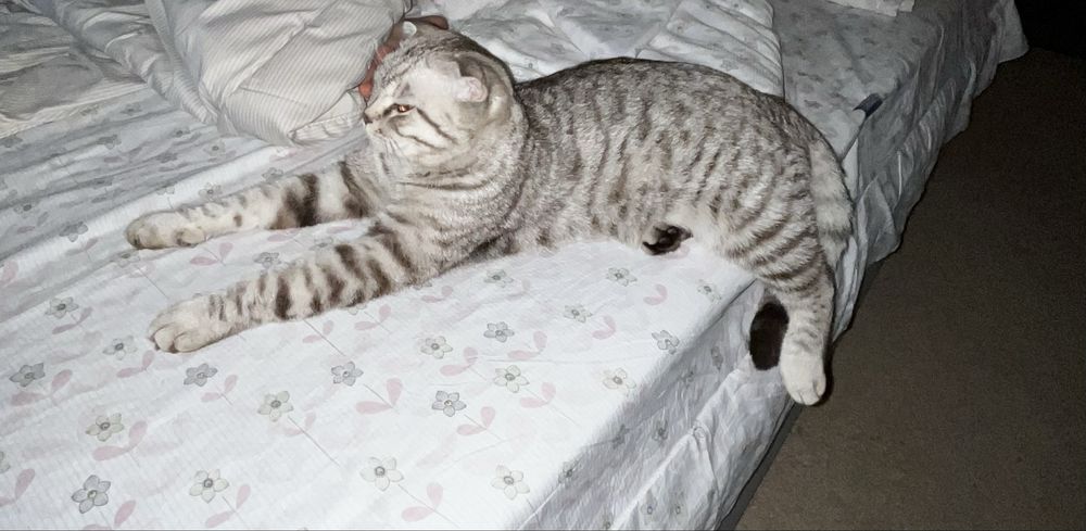 Отдам шатланскую вислоухую кошку в добрые руки.