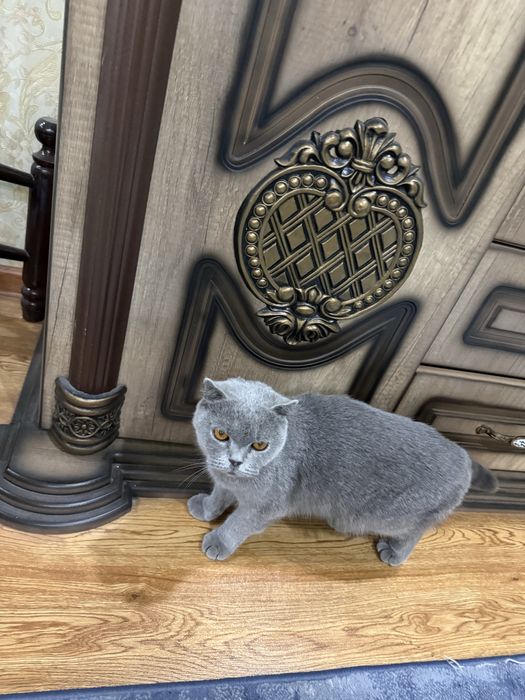 Британская кошка