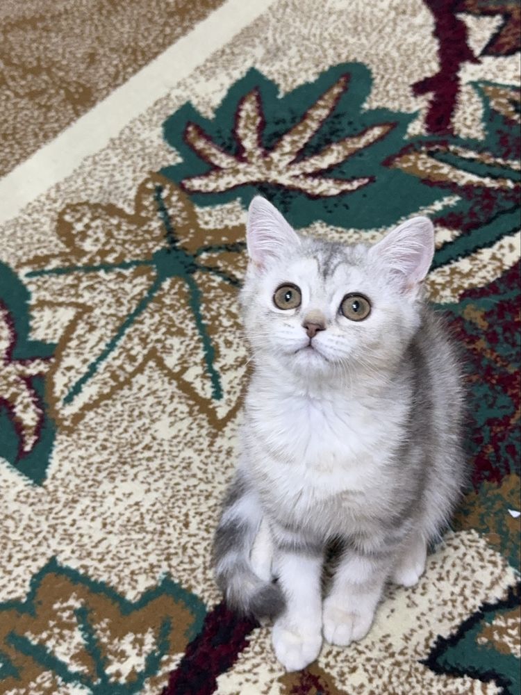 Котенок Серибристая Шиншилла девочка 3 месяца. Мальчик Скоттиш страйт