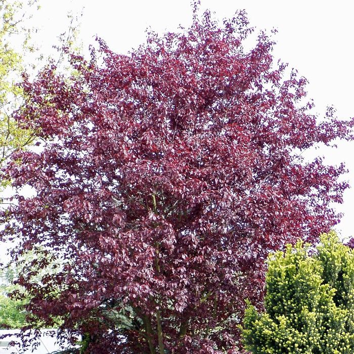 Corcodus rosu Prunus cerasifera nigra Fag cu frunza purpurie