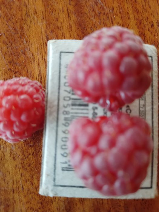 Продам саженцы малины