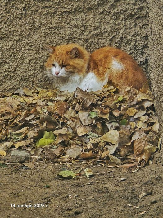 Кот в добрые руки