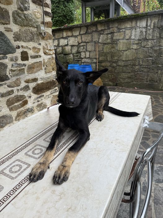 Ciobanesc belgian carbon