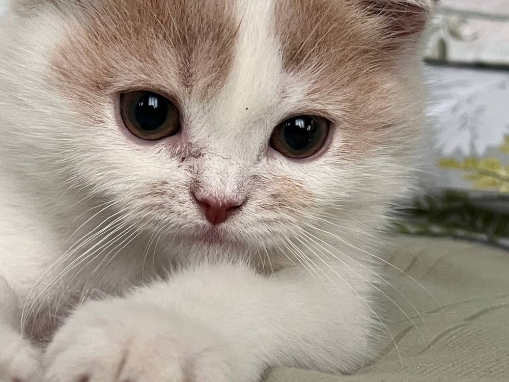 Котенок хорошийй