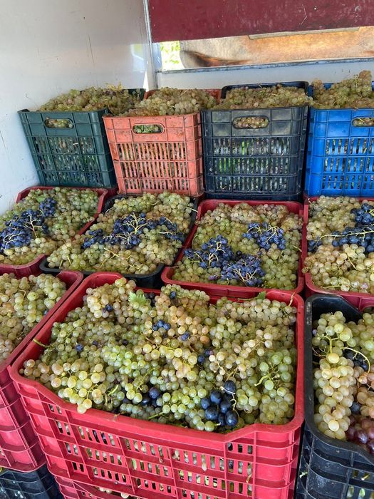 Vând struguri recolta 2025