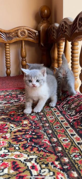 Котята  Британские