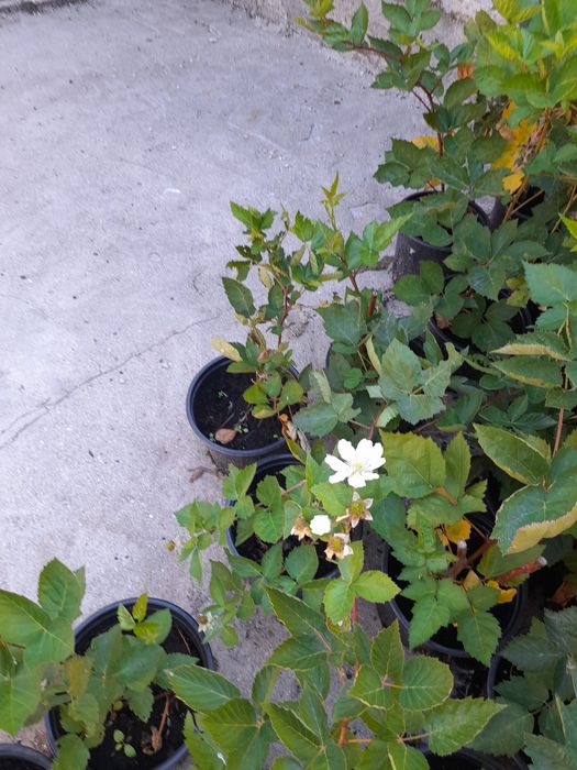 Продавам разсад къпини прима арк  45  целогодишни много едри и сладки