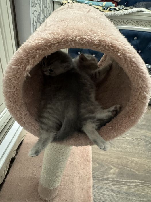 Милые котята продается