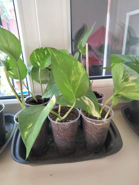 Продам малышей эпипремнума