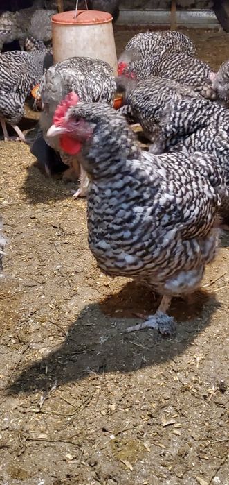 Инкубационное яйцо кур породы Мехелинская Кукушечная