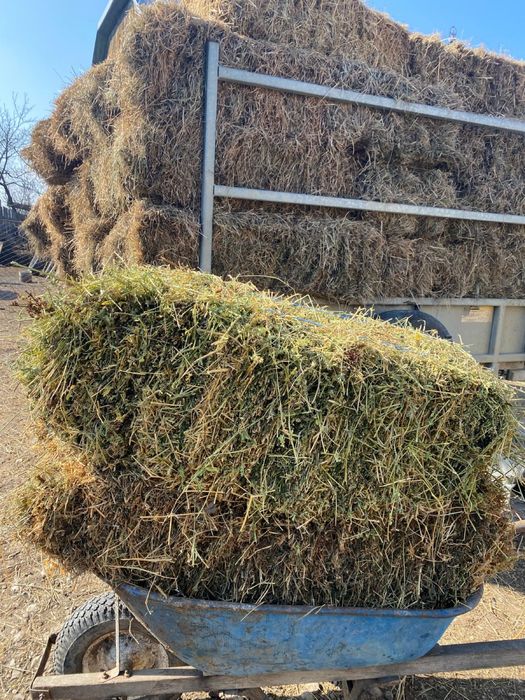 Baloti lucerna 350 lei buc