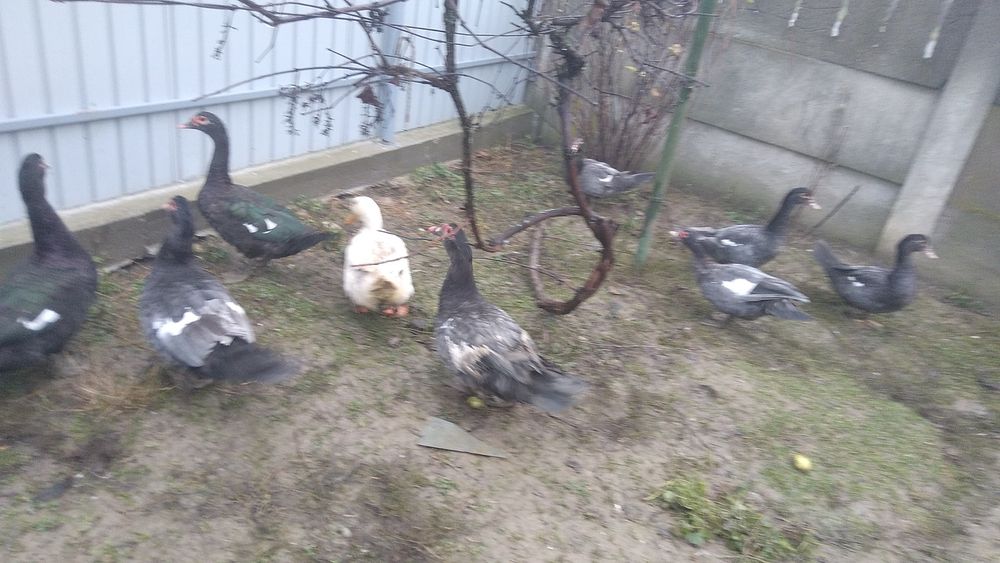 Cauta alta casa ,,sau alta locatie