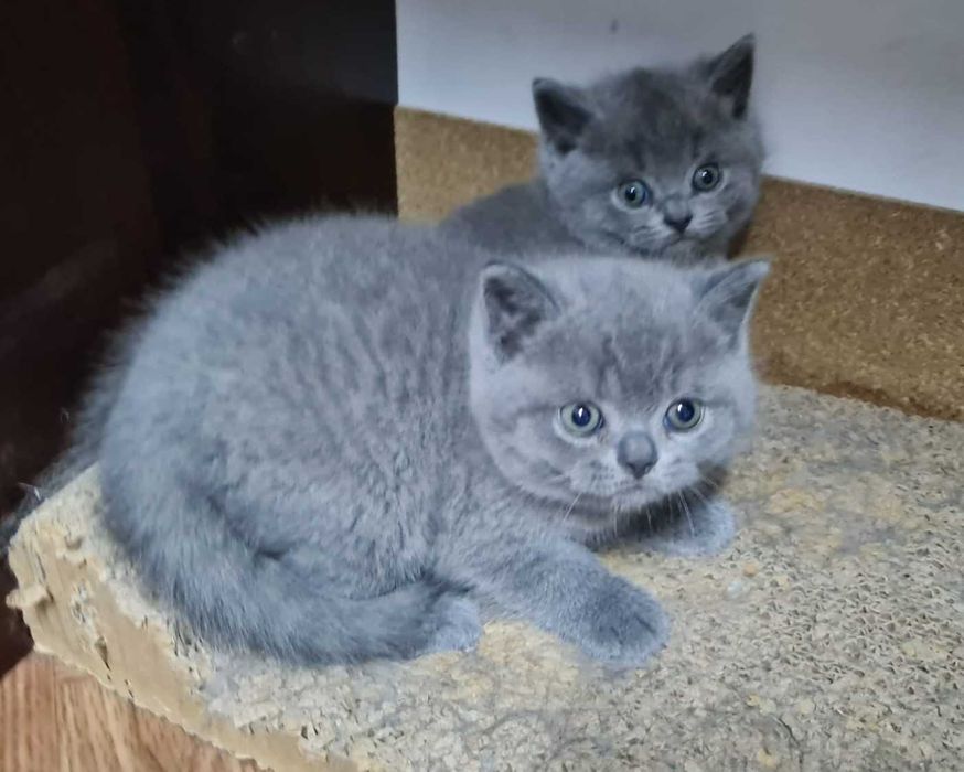 Pisic British Shorthair blue