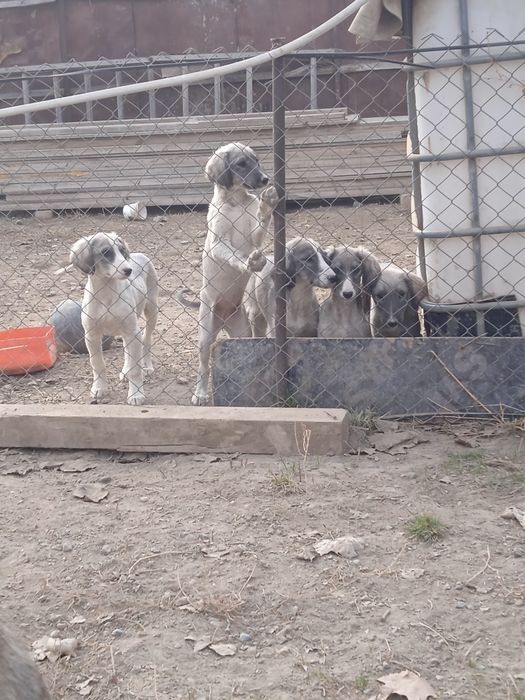 Тазы күшыктер бар ұргашы сатылады екы айлық