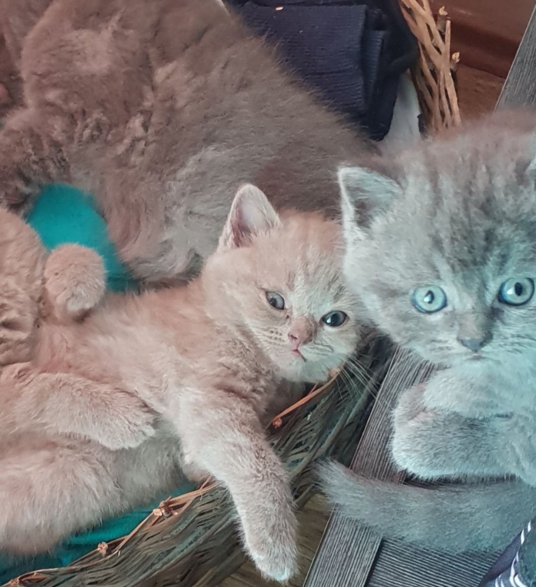 Британски късокосмести котенца