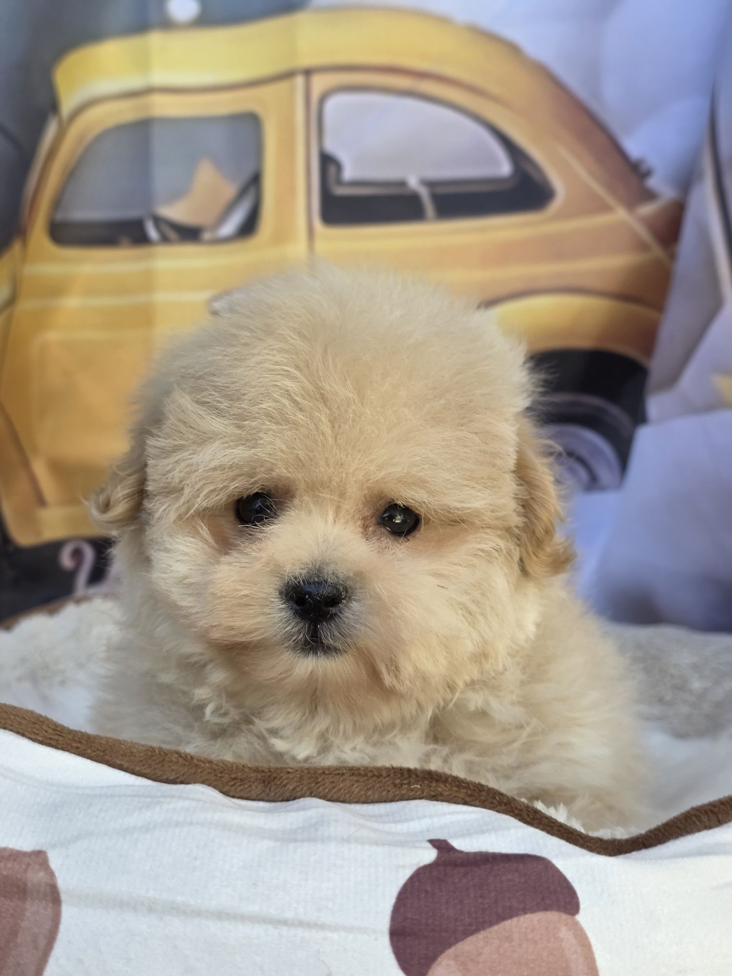 Померан / Poodle/ Помапу
