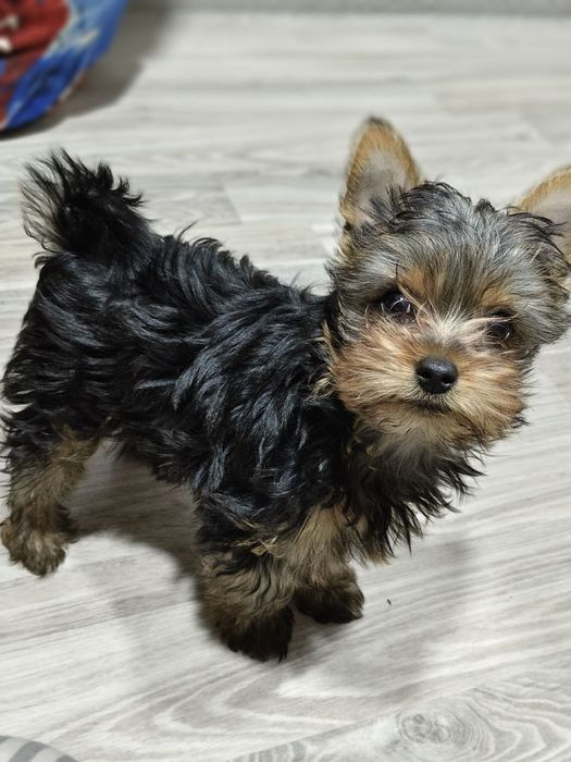 Йоркширский терьер готов к продаже