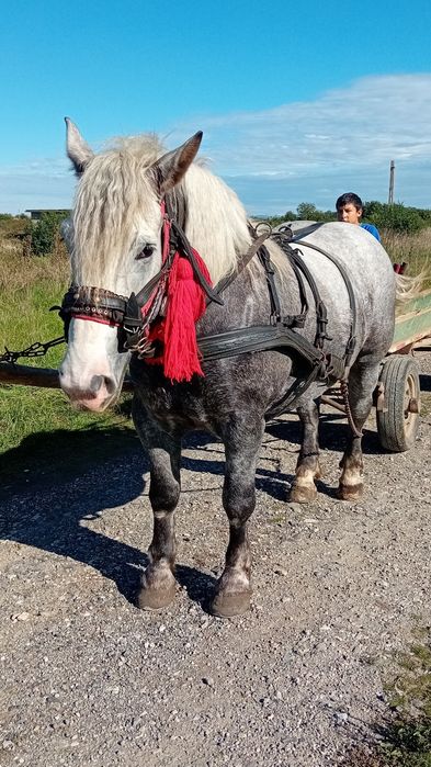 Devanzare iapa de 4ani