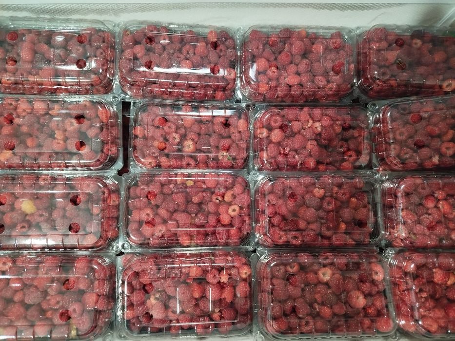 Vând drajoni de zmeura