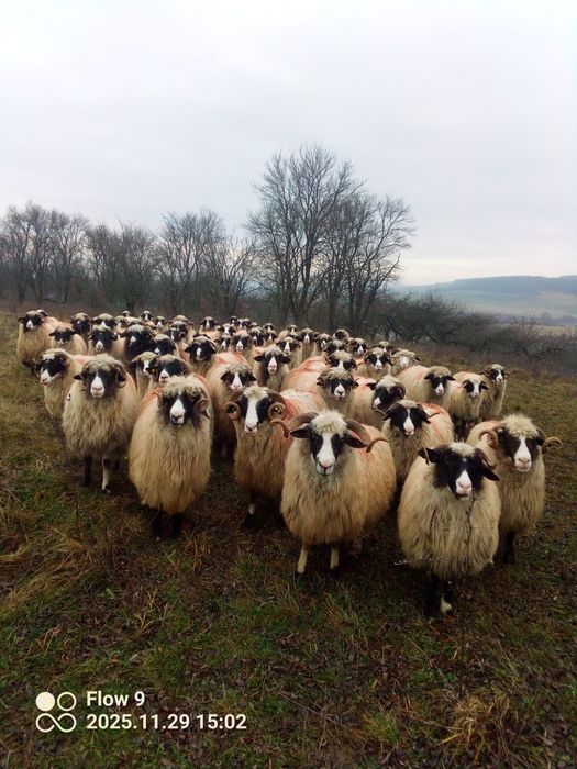 Vand oi breze frumoase