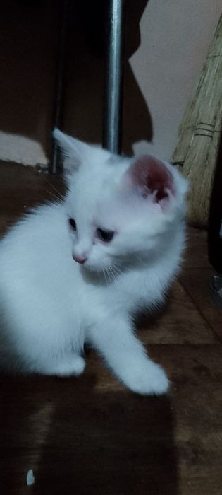 Продаются очень умненькие котята