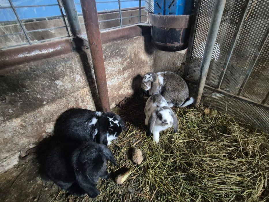 Vând iepuri berbec german