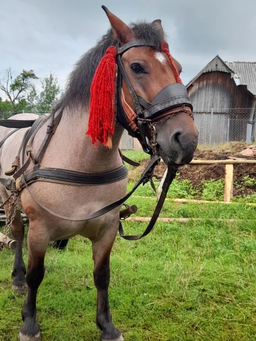 Iapă de vânzare - foarte bună
