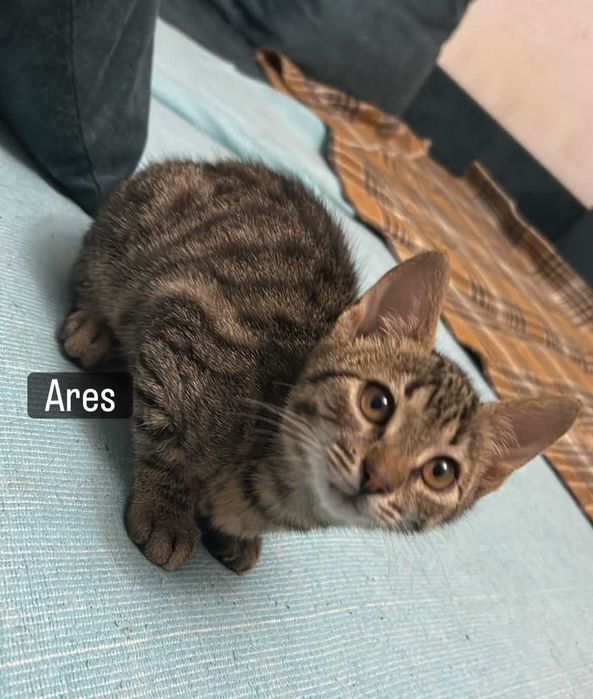 Donez 3pui de pisica