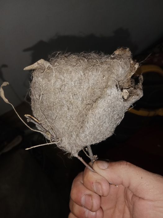 Ассалаумағалейкум куркылтай уиясы