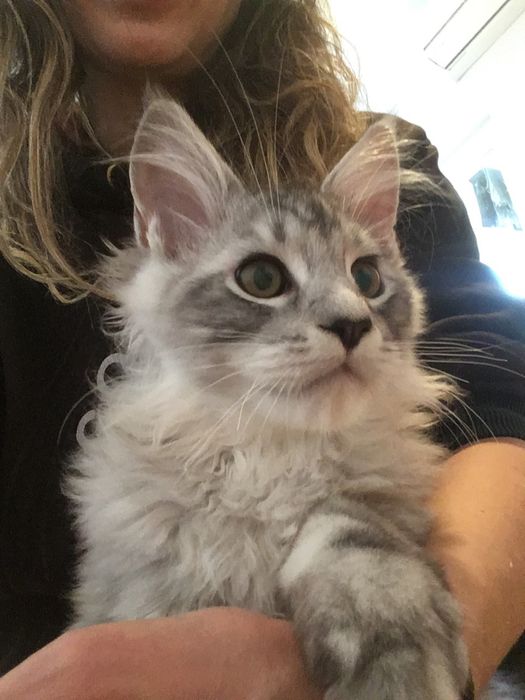 Мейн Куун (Maine Coon)