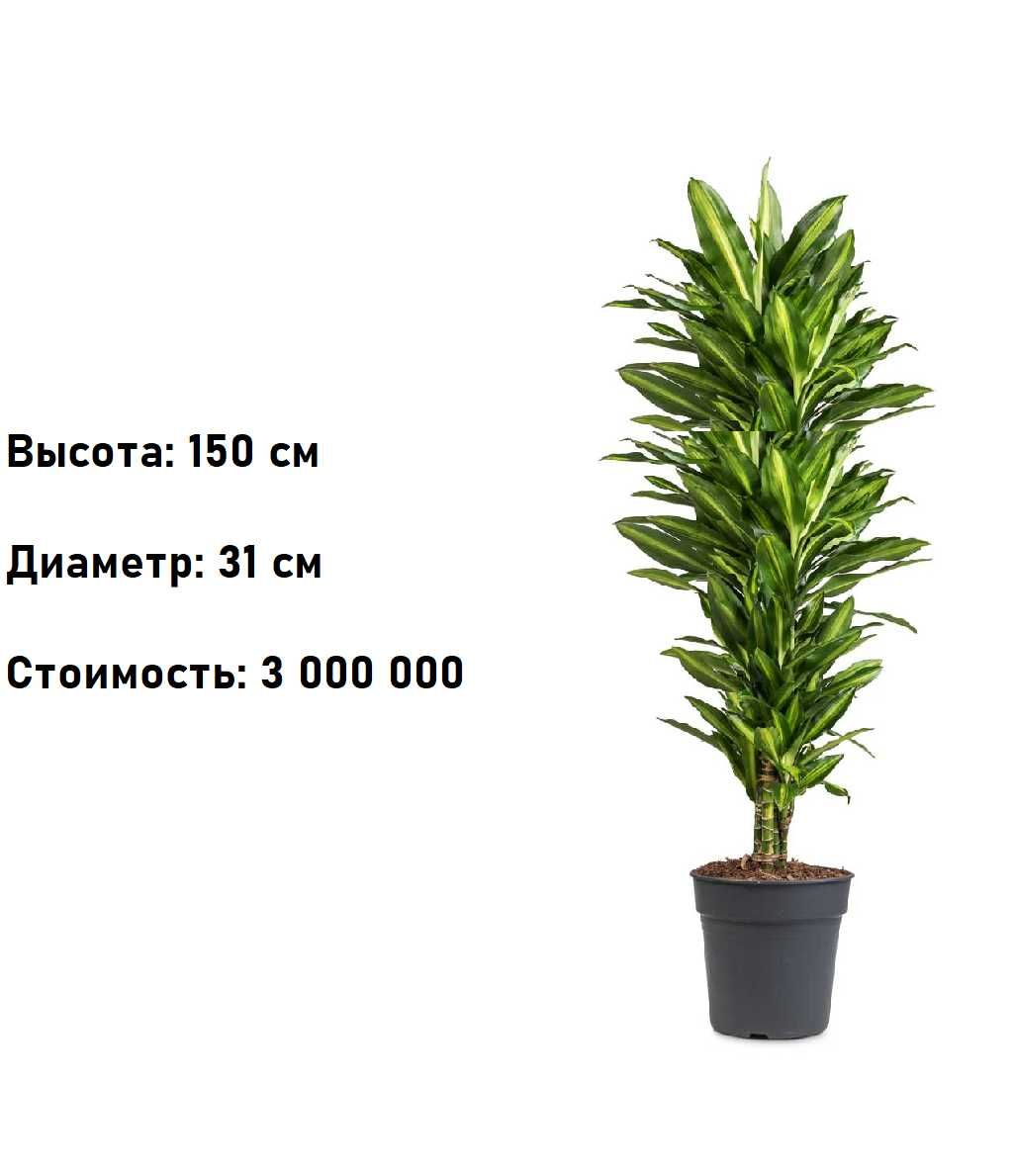 Комнатное растение - (Dracaena) - Голландская Драцена
