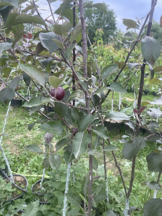 Pomi fructiferi pe rod !