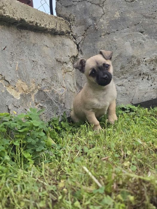 Чихуахуа момченце