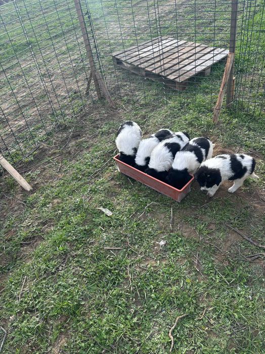 Продавам каракачански овчарки