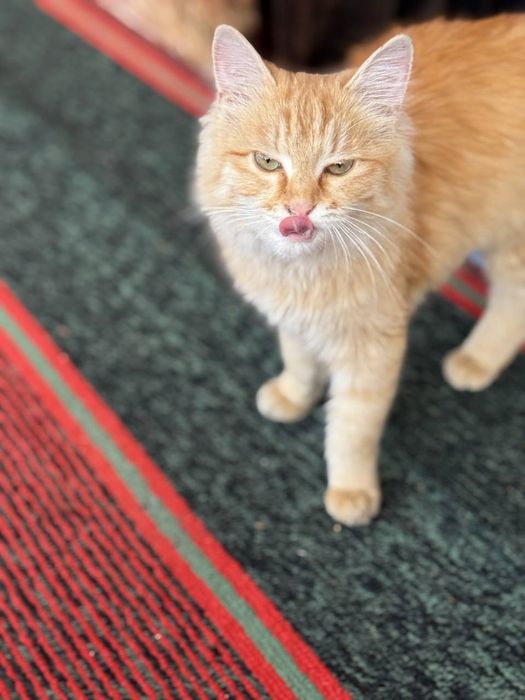 Zotli muwuk sotiladii srocna