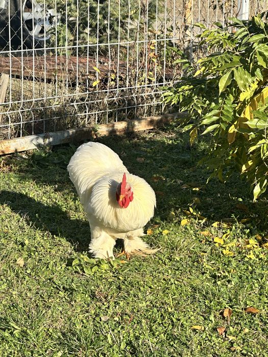 Vând sau schimb cocoș conchinchina pitic
