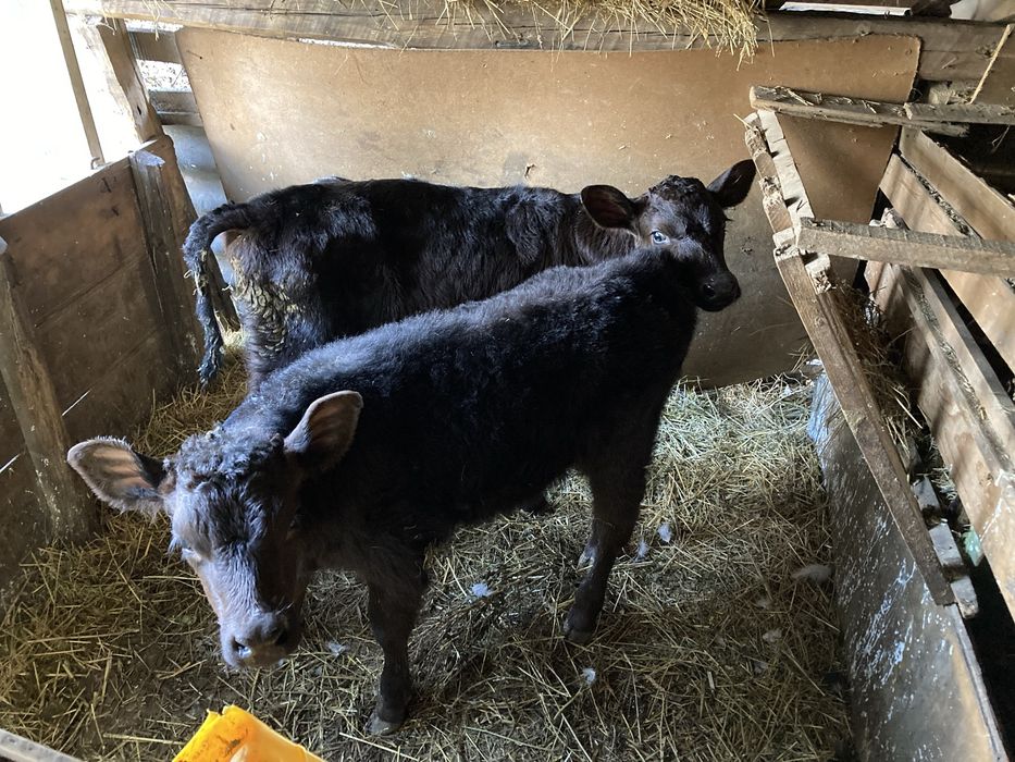 Продавам месодайни телета мъжки