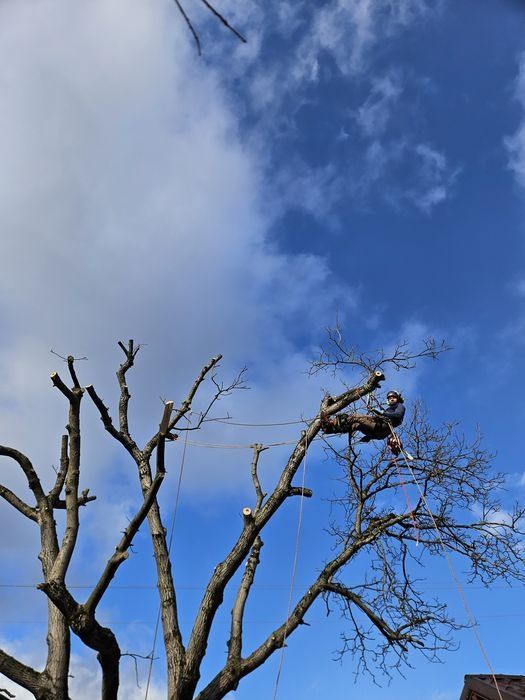 Arborist atestat, toaletari, doborâri copaci, peisagistica