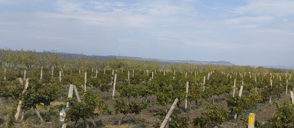 Продавам лозе сорт Каберне гр.Поморие