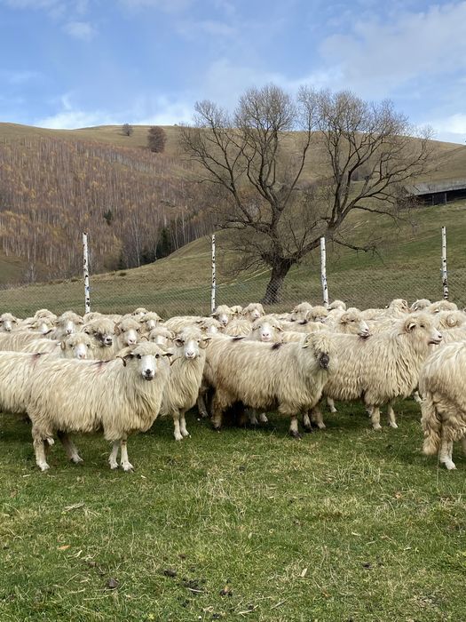 Oi disponibile 100 bucati !