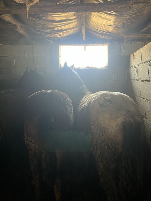 1,5 жасар полтарашка согым семіз