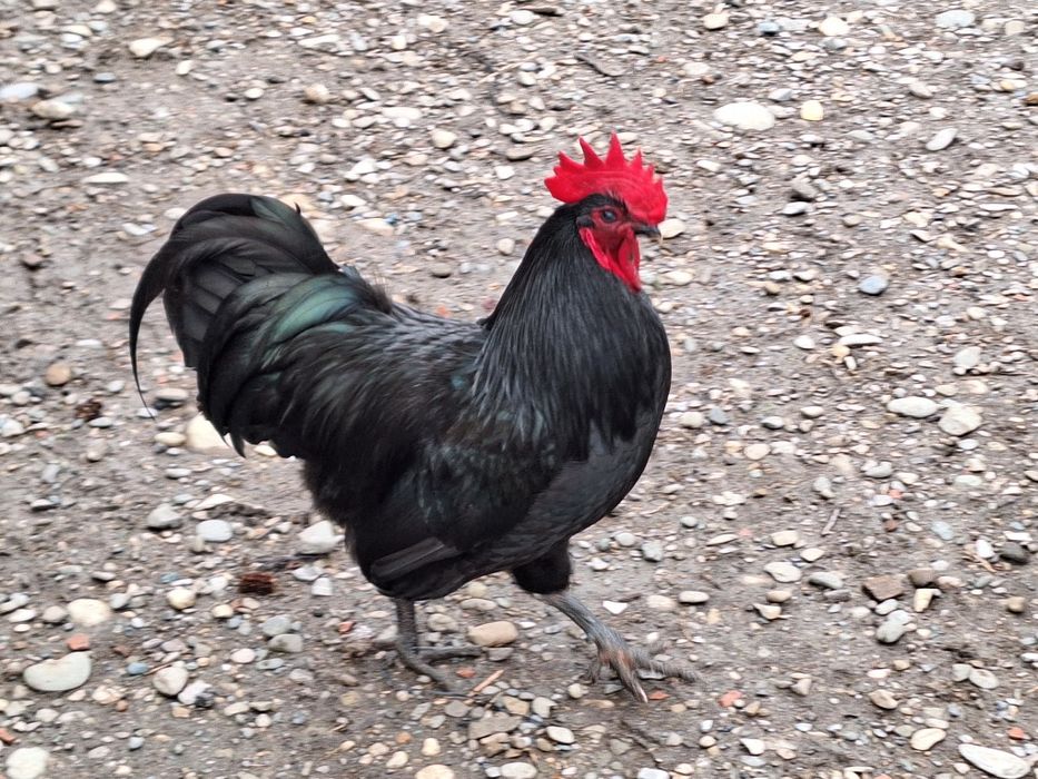 Cocosi australorp