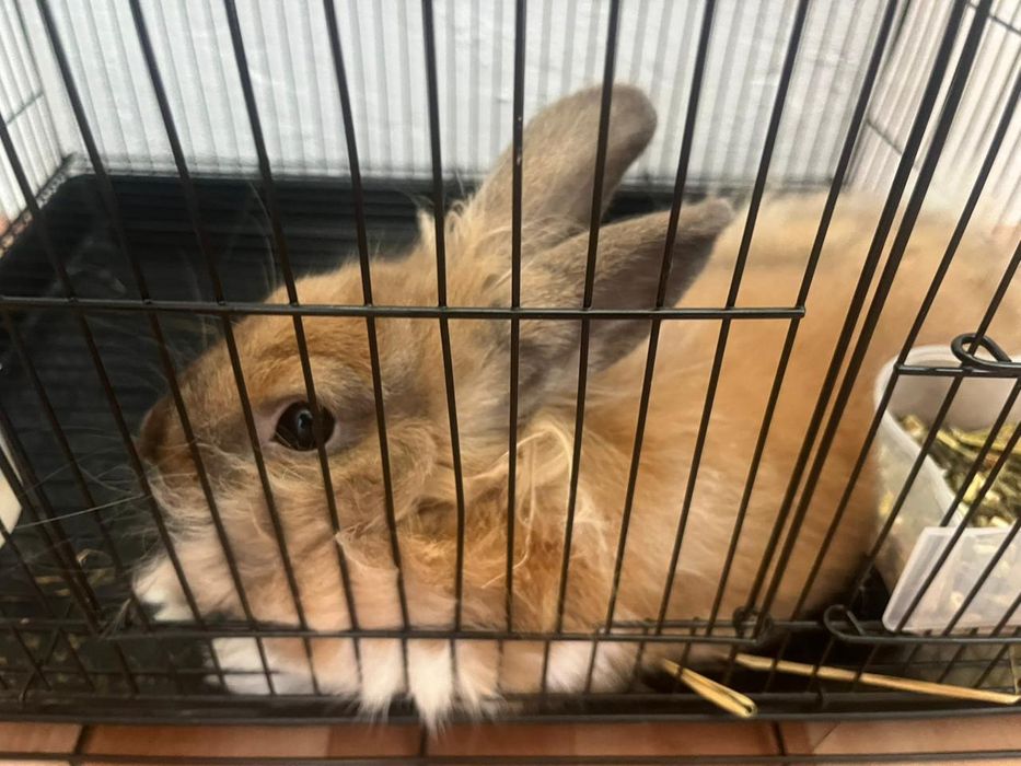 Продам кролика не дорого