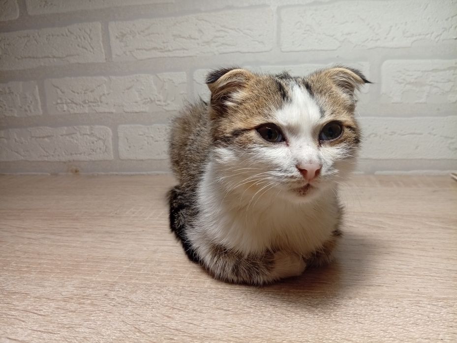 отдам котёнка в хорошие руки