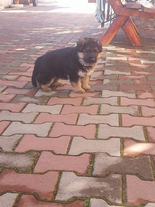 Catei Ciobanesc German