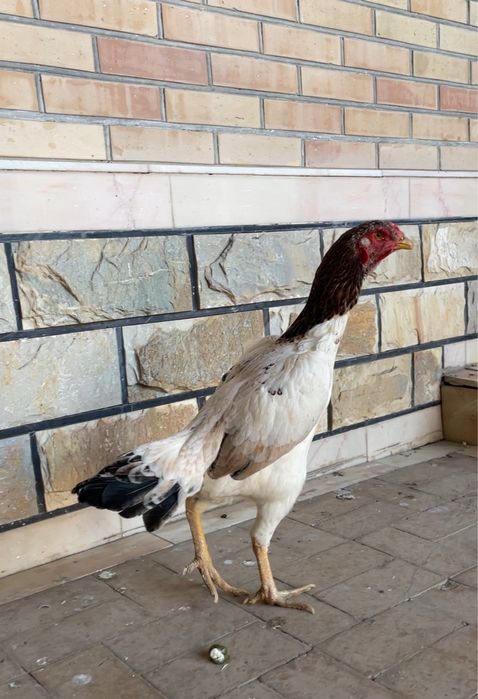 Yapon shamo tulak tovuq tuxumga yaqin