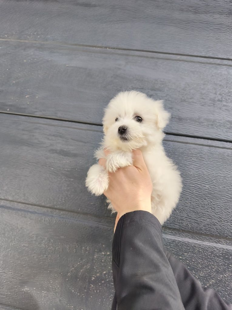 Bichon maltez mini-toy