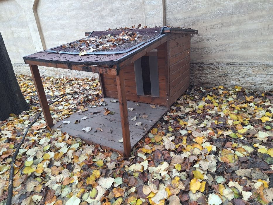 Cusca caine talie medie din lemn