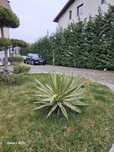 Plante ornamentale de foarte buna calitate